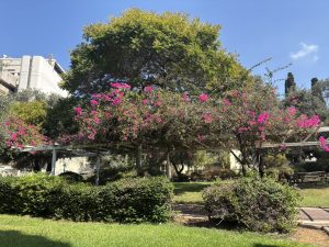 IMG_6152